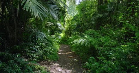 Path in lush green forest with lots of trees and leaves Stock Footage 311597357