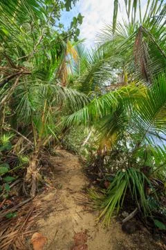 Path in lush rainforest Stock Photos