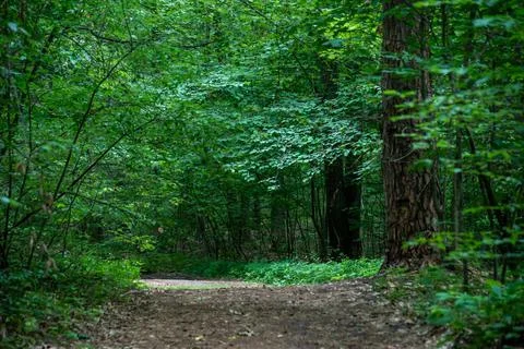 A path in a lush summer forest Stock Photos