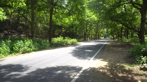 The path made through the middle of the forest, amidst the greenery 動画素材 205814422