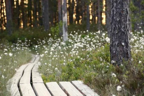 Path made of wood Stock Photos
