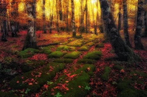 Path to magic forest Stock Photos