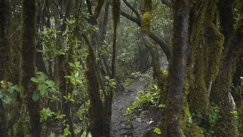 A path in a magical mystic forest Stock-Footage 82211979