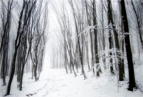 Path in magical winter forest landscape Foto stock