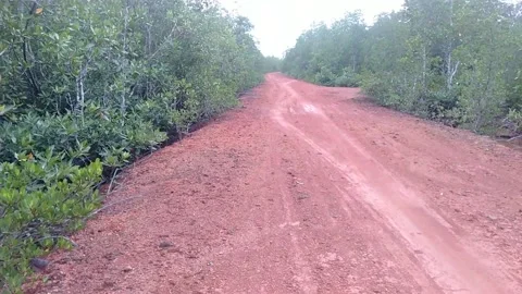 The path to the mangrove forest 스톡 동영상 214626994
