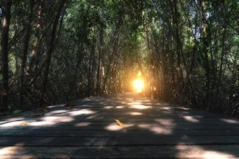 Path in Mangrove forest with sunlight at tree tunnel in Thailand. Stock Photos