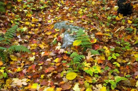 Path in maple forest Stock Photos
