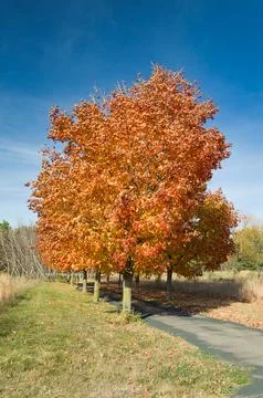 Path of Maple Trees in Autumn in Brilliant Orange and Red Stock Photos