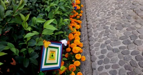 Path of marigold flowers placed in the monumental offering of Tepotzotlán Stock Footage 294676449