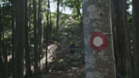 Path mark on a tree Stockbeeldmateriaal 90284031