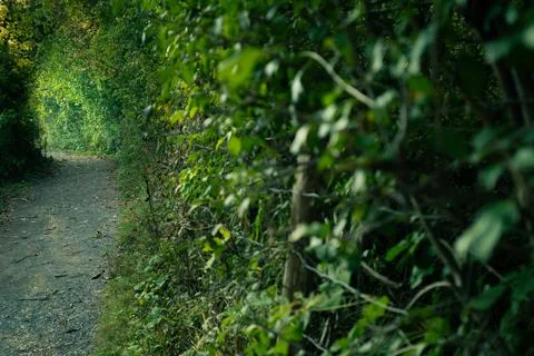 A path meanders into a forest tunnel, inviting a quiet, natural journey. Stock Photos
