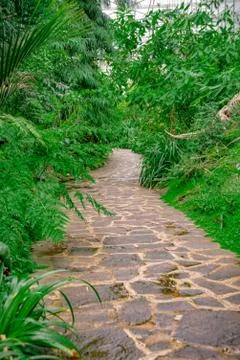 Path meanders through the jungle Stock Photos