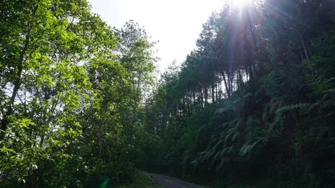 A path in the middle of a beautiful forest 写真素材
