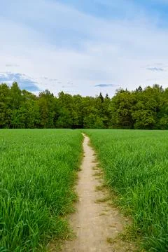 Path in the middle of a field. Stock Photos