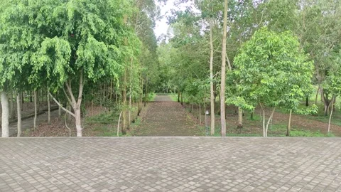 The path in the middle of the forest leads to Dalem Balingkang Temple, Bali.. 스톡 동영상 232207474