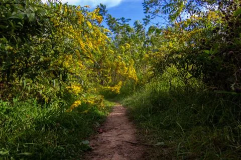 Path in the middle of the forest Stock Photos