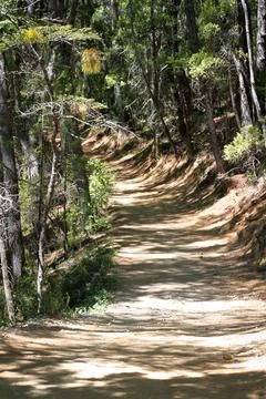 Path in the middle of the forest Stock Photos