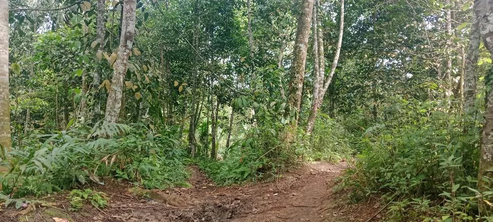 A path in the middle of the forest Stock Photos