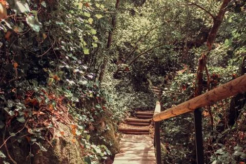The path in middle of the forest, sintra Stock Photos