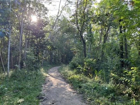 Path in the middle of forest surrounded by bushes and trees Stock Photos