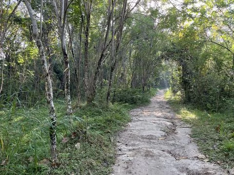 Path in the middle of forest surrounded by bushes and trees Foto stock