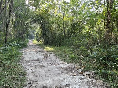 Path in the middle of forest surrounded by bushes and trees Stock Photos