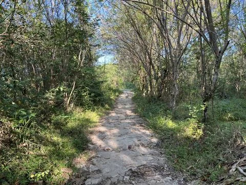 Path in the middle of forest surrounded by bushes and trees Stock Photos