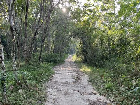 Path in the middle of forest surrounded by bushes and trees Stock Photos