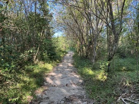 Path in the middle of forest surrounded by bushes and trees Stock Photos