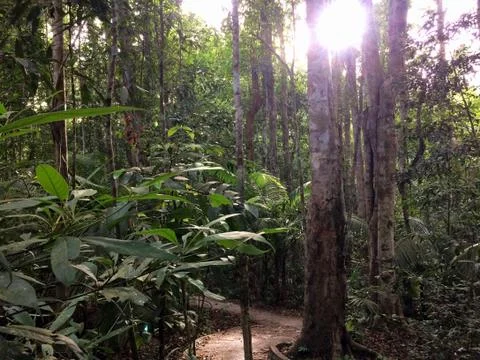 The path in the middle of the forest is a tall tree. Stock Photos
