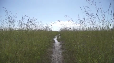 Path in the middle of the grass Stock Footage 53041529