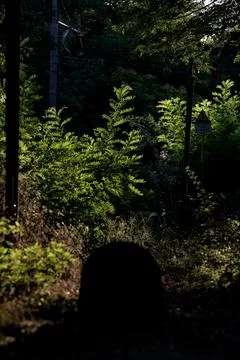 Path in the middle of a grove at sunset blocked by something Stock Photos