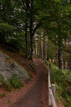 A path in the middle of a large pine forest in autumn Stock Photos