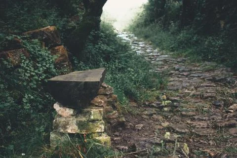 Path in the middle of a lush forest with a seat made of stone and a cut log. Stock Photos