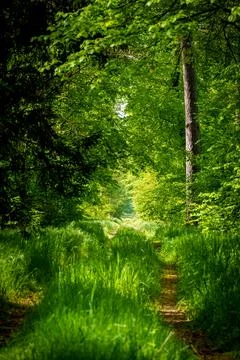 A path in the middle of a lush green forest Stock Photos