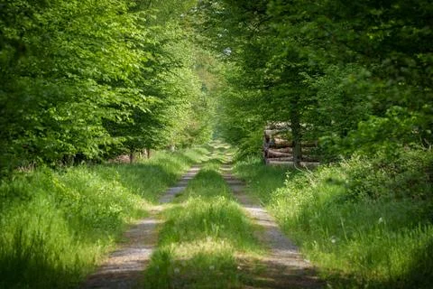 A path in the middle of a lush green forest Stock Photos