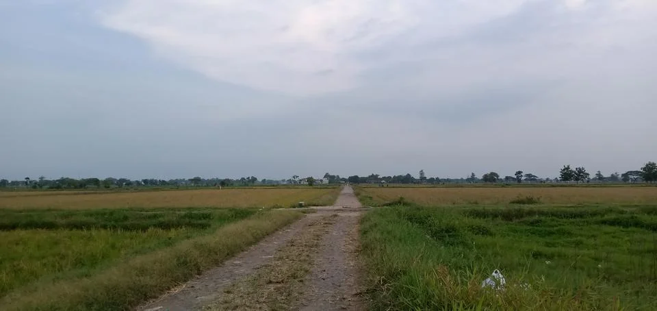 A Path in The Middle of The Rice Fields Stock Photos