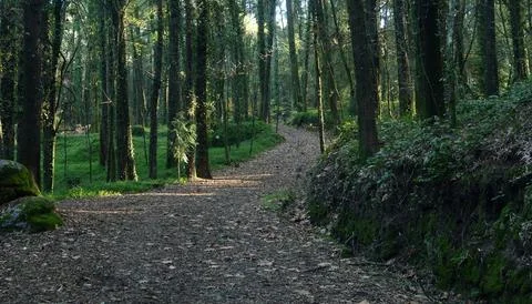 Path in the middle of an S-shaped forest Stock Photos
