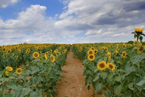 Path in the middle of a sunflower field under a cloudy sky. Stock Photos