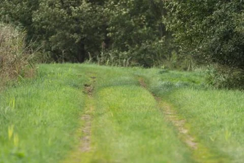 A path in the middle of the wilderness Stock Photos