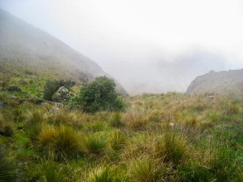 Path in mist. Stock Photos