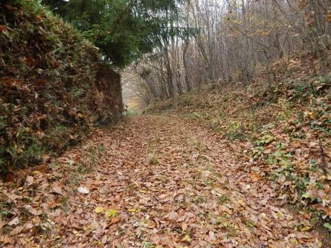 Path into a misty forest covered with fallen autumn leaves Stock Photos