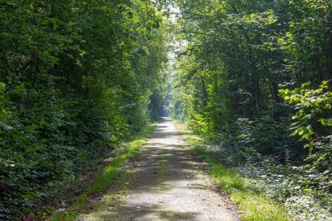 Path in a misty forest 写真素材
