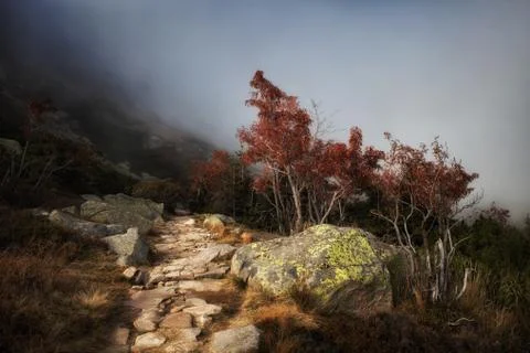 Path In Misty Mountains 스톡 사진