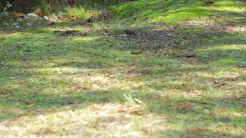 Path from the moss Stock Footage 81362787