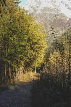 Path to the mountain in autumn trees forest Stock Photos