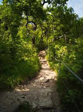 Path in the mountain forest Stock Photos