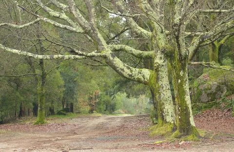 Path in a mountain landscape with bare trunk trees without leaves Stock Photos