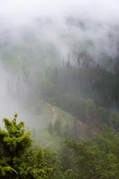 The path on the mountain to the misty forest Stock Photos