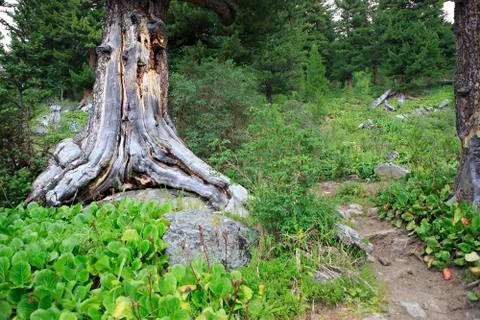 Path in the mountain mixed forest Stock Photos